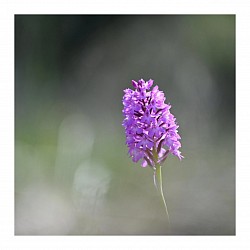 Macro et proxi