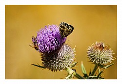 Macro et proxi