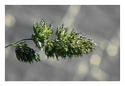 Macro et proxi