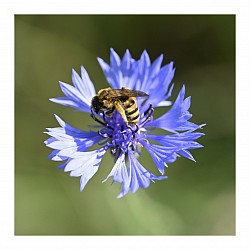 Macro et proxi