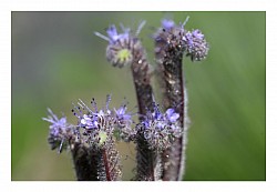 Macro et proxi
