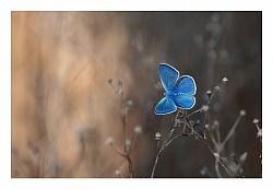 Macro et proxi