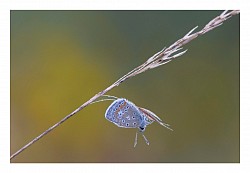 Macro et proxi