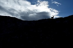 Photos animalières bouquetins