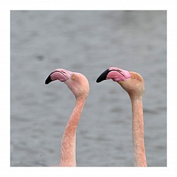 Flamants roses