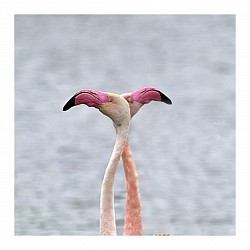 Flamants roses