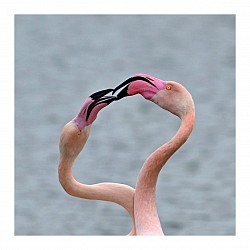 Flamants roses